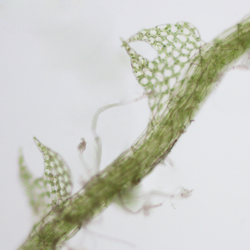 Fuscocephaloziopsis loitlesbergeri